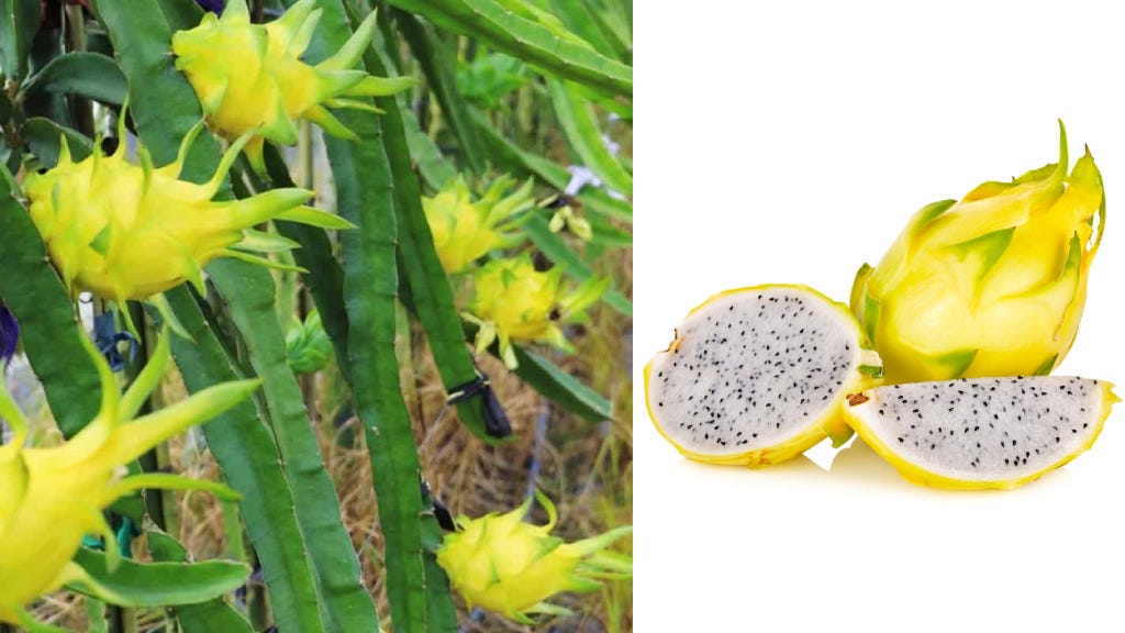 Yellow Colour  Dragon Fruit Plant - Naturemart.in