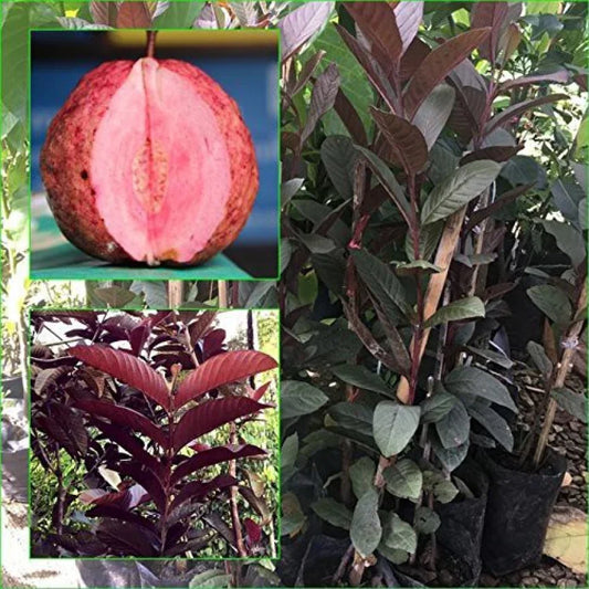 Out Side Red Guava Fruit Plant - Naturemart.in