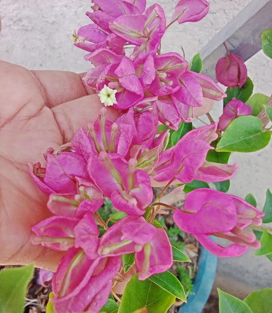 Purple Tanglong Bougainvillea flower plant