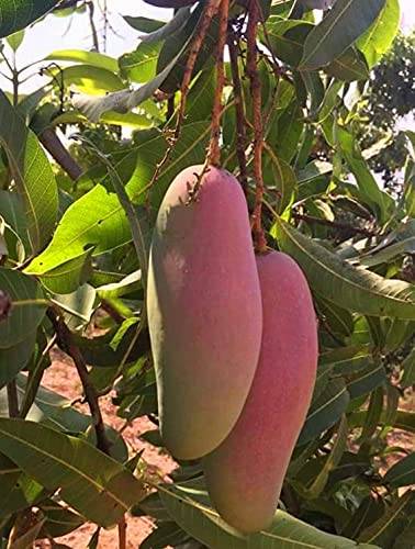 Red Banana Mango Fruit Plant - Naturemart.in