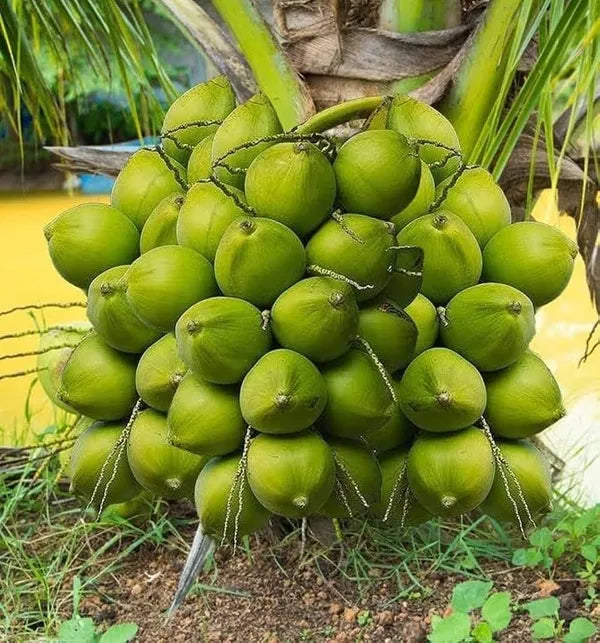 Vietnum Hybrid Coconut Fruit Plant - Naturemart.in