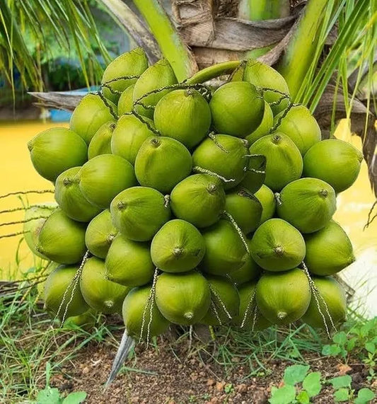 Vietnum Hybrid Coconut Fruit Plant - Naturemart.in