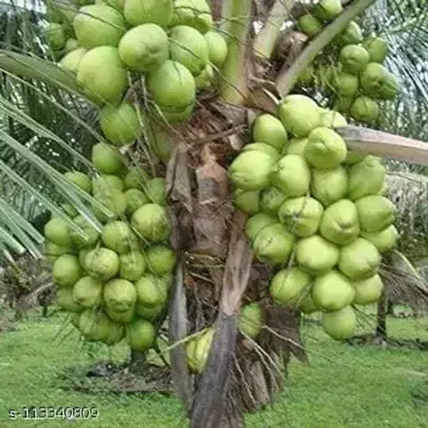 Vietnum Hybrid Coconut Fruit Plant - Naturemart.in