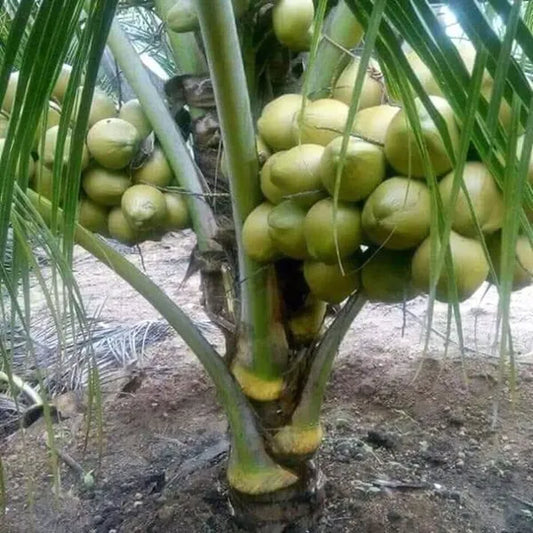 Vietnum Hybrid Coconut Fruit Plant - Naturemart.in