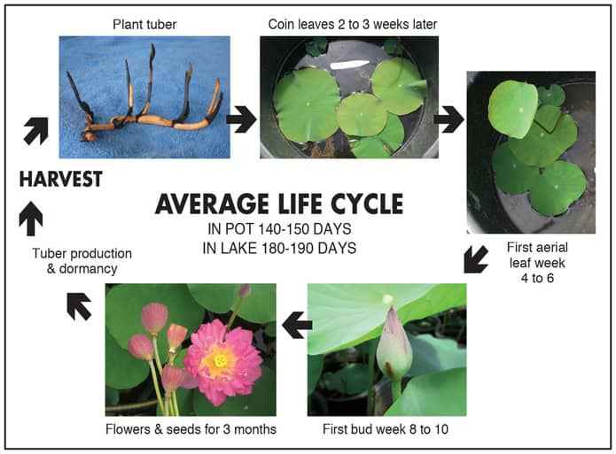 Drop blood lotus flower Tubers