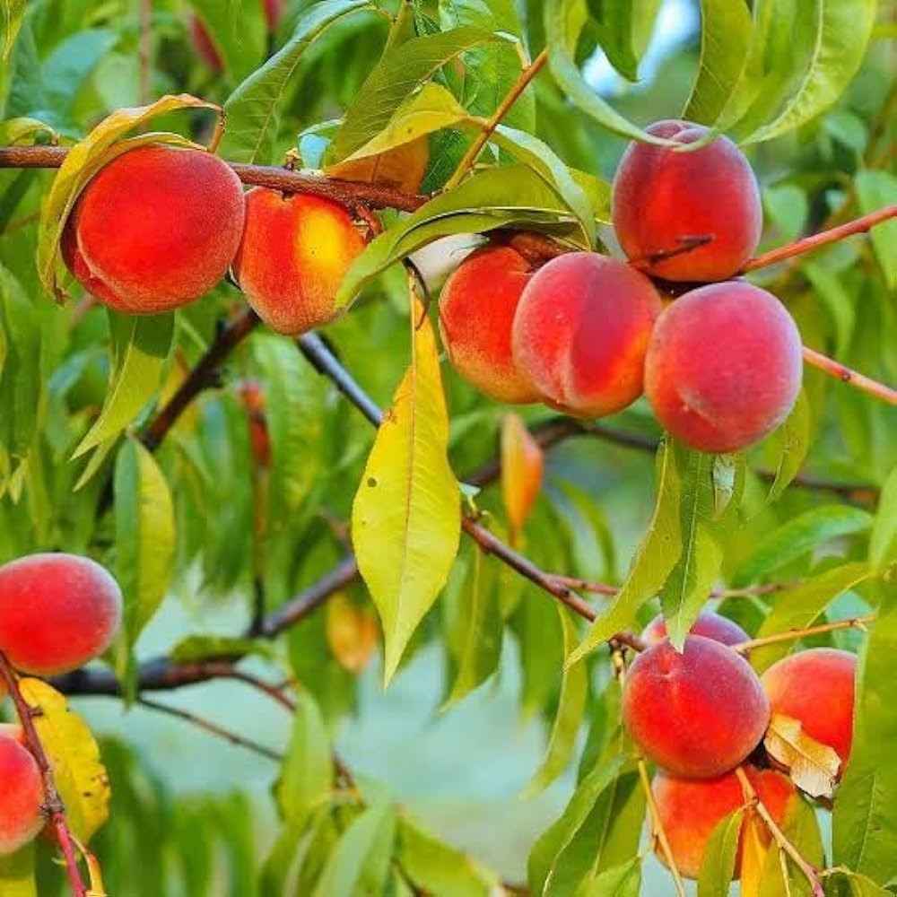 Hybrid Peach Fruit Plant For Gardening