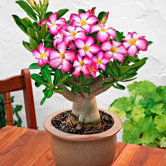 Aarabicum Adenium (Desert Rose) Plant - Naturemart.in