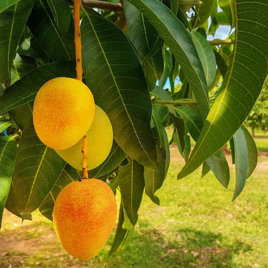 Mango Tree (Alphonso, Grafted) - Plant - Naturemart.in