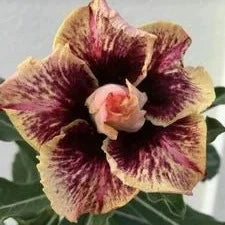 Adenum Rose Variety Grafting Flower Plants - Naturemart.in