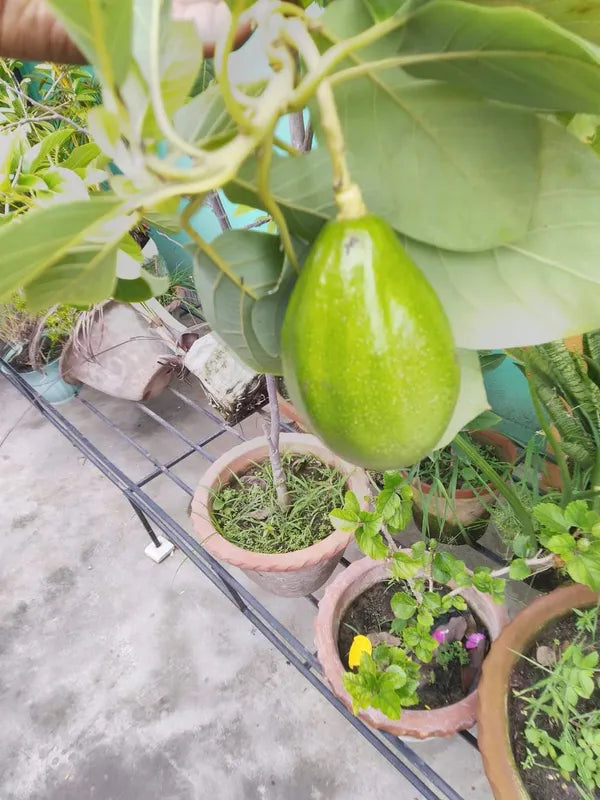 Exotic Grafted Avocado Fruit Plant - Naturemart.in