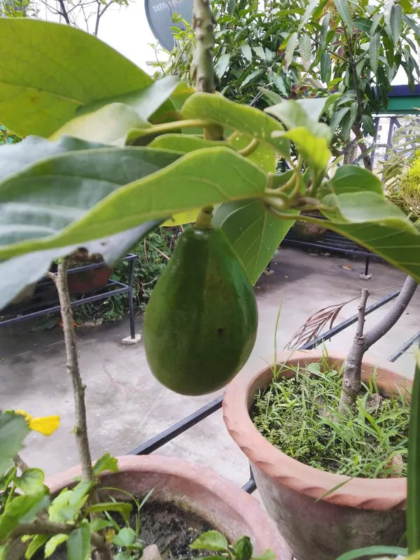 Exotic Grafted Avocado Fruit Plant - Naturemart.in
