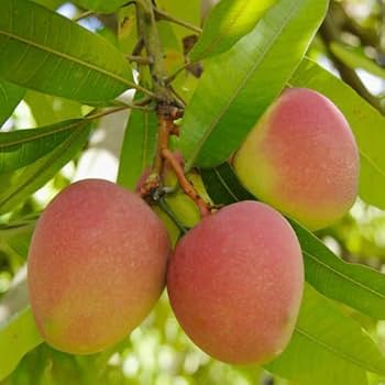 Vietnum Red All Time Mango Plant-Grafted - Naturemart.in