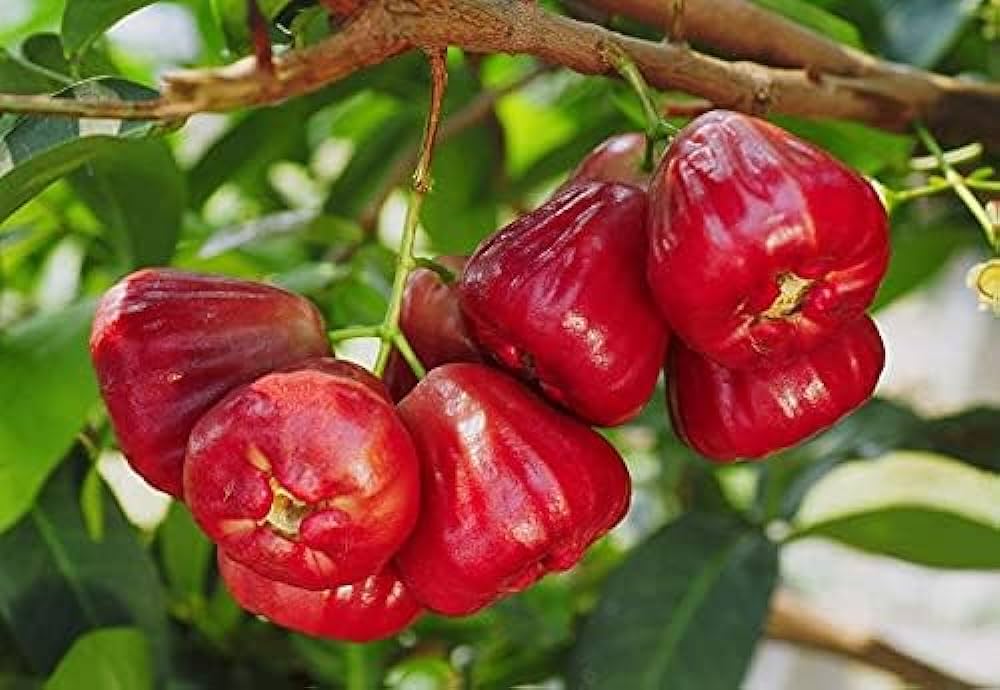 Water Apple(Red)Fruit Plant - Naturemart.in