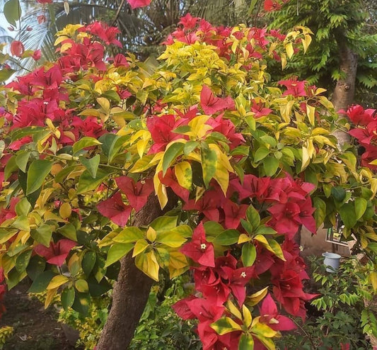 Golden Pedro Bambino bougainvillea (top rare)