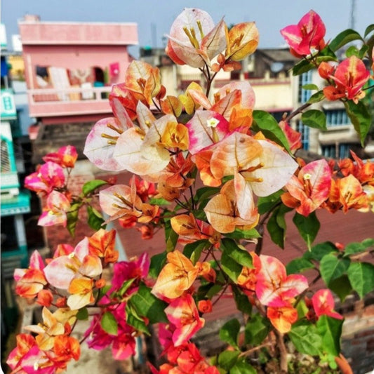 Golden Sunshine Bougainvillea flower plant