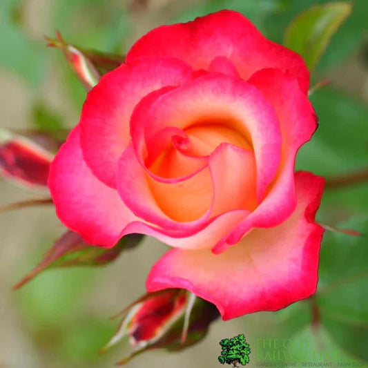 Hybrid Grafted Alinka Rose Plant - Naturemart.in