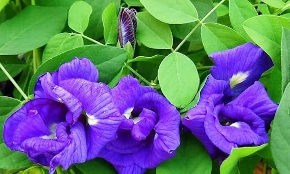 Nilkantha Double Petel Flowers Plants - Naturemart.in