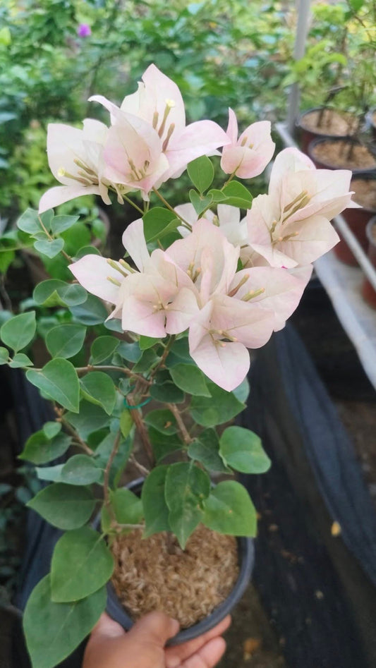 Lady Bird Bougainvillea flower plant