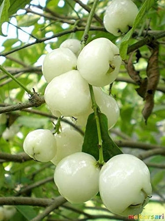 Water Apple(White)Fruit Plant - Naturemart.in