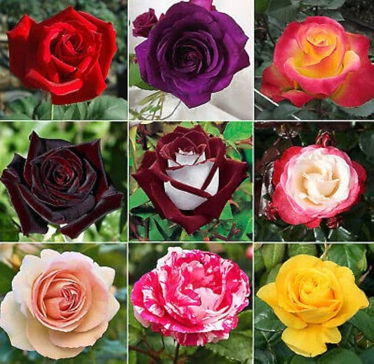 Pack Of 4 Different Colour Rose Plant - Naturemart.in