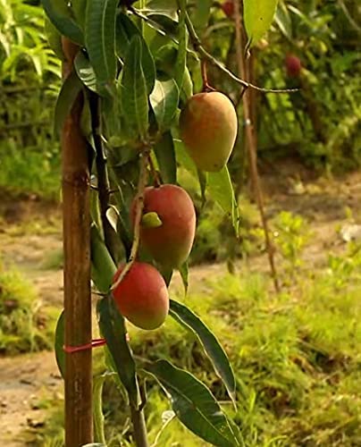 Pusa Surya Mango Grafted Plant - Naturemart.in