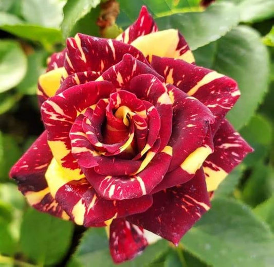 Hybrid Abracadabra Rose Plant For Gardening