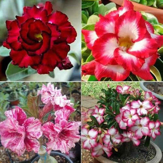 Pack Of 4  different colour adenium Adenium Flower Plant