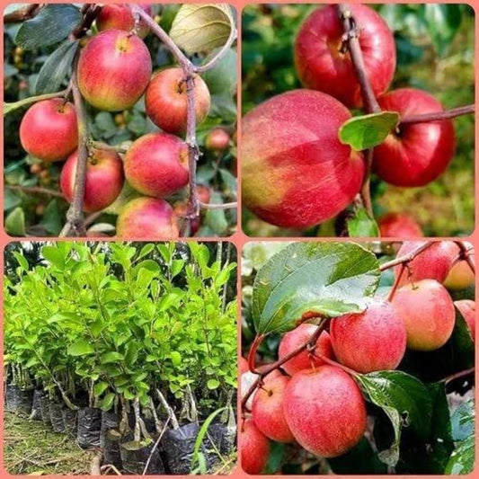 Grafting All Time Red Apple Ber- Fruit Plants - Naturemart.in