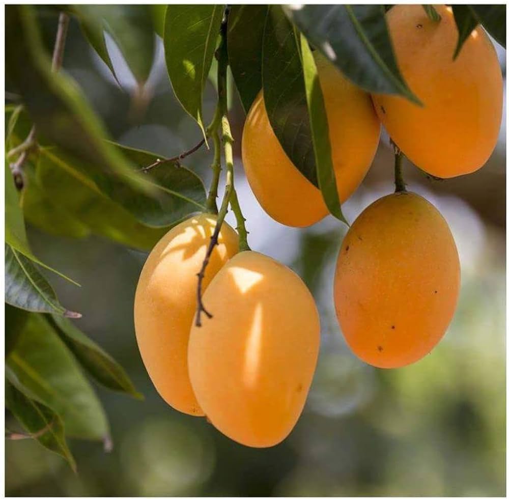 Mango Tree (Alphonso, Grafted) - Plant - Naturemart.in