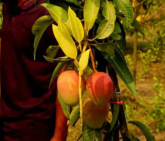Pusa Surya Mango Grafted Plant - Naturemart.in