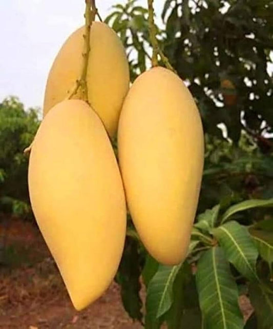 Nam Doc Mai Mango Grafted  plant - Naturemart.in