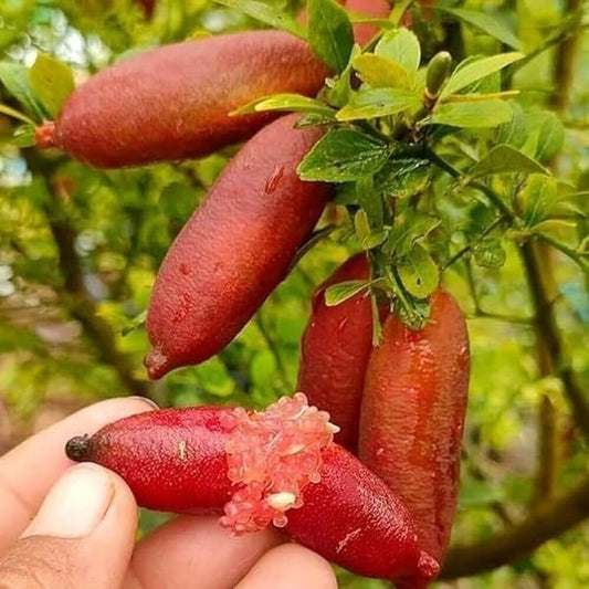 Finger Lemon Red fruit Plant Grafted - Naturemart.in