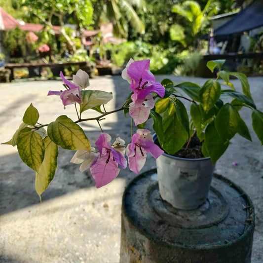 Bougainvillea Flowers PLANT( ID- ICE CREAM)