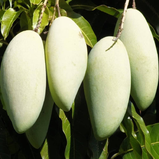 Ixora Honeydew Mango Fruit  Plant (Grafted) - Naturemart.in