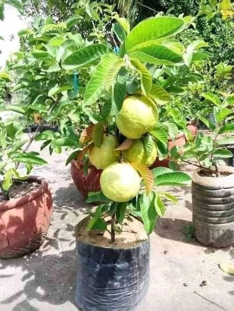 Thai-7 Guava Fruit Plant - Naturemart.in