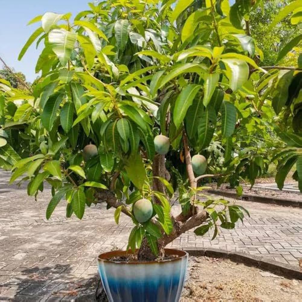 Vietnum Red All Time Mango Plant-Grafted - Naturemart.in