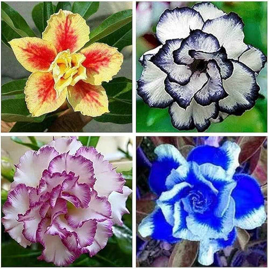 Pack Of 4  different colour adenium Adenium Flower Plant