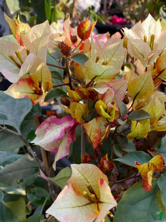 7 Star Bougainvillea flower plant
