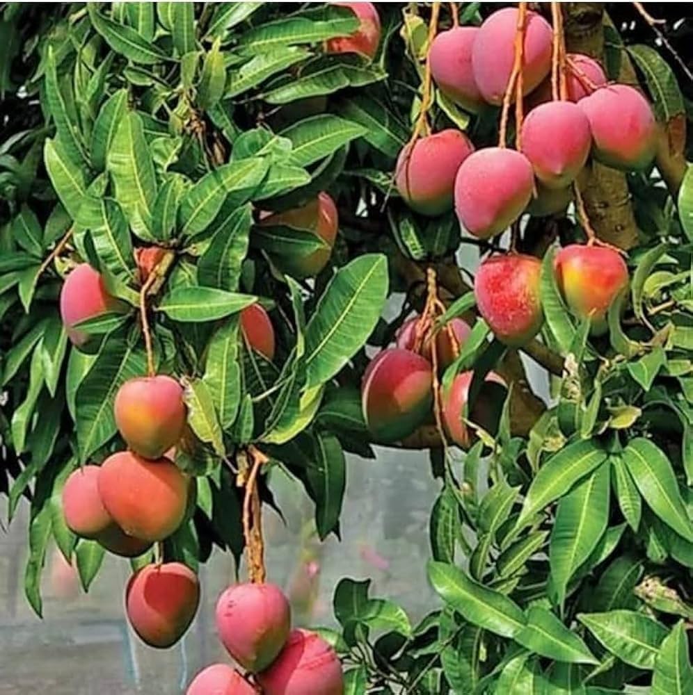 Vietnum Red All Time Mango Plant-Grafted - Naturemart.in