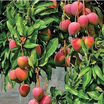 Vietnum Red All Time Mango Plant-Grafted - Naturemart.in