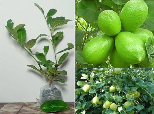 New Gandharaj Lemon  Fruit Plant - Naturemart.in