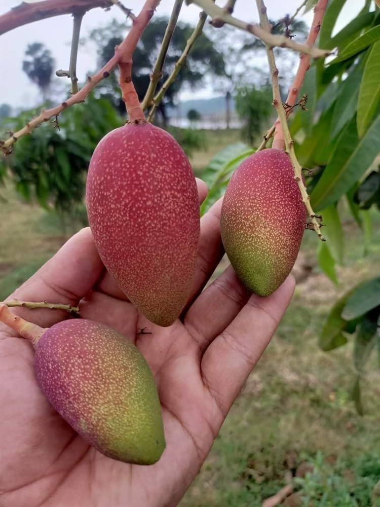 King Of Chakapat Mango Fruit  Plant - Naturemart.in
