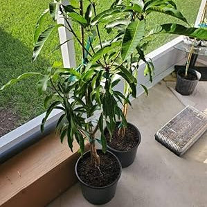 Vietnum Red All Time Mango Plant-Grafted - Naturemart.in
