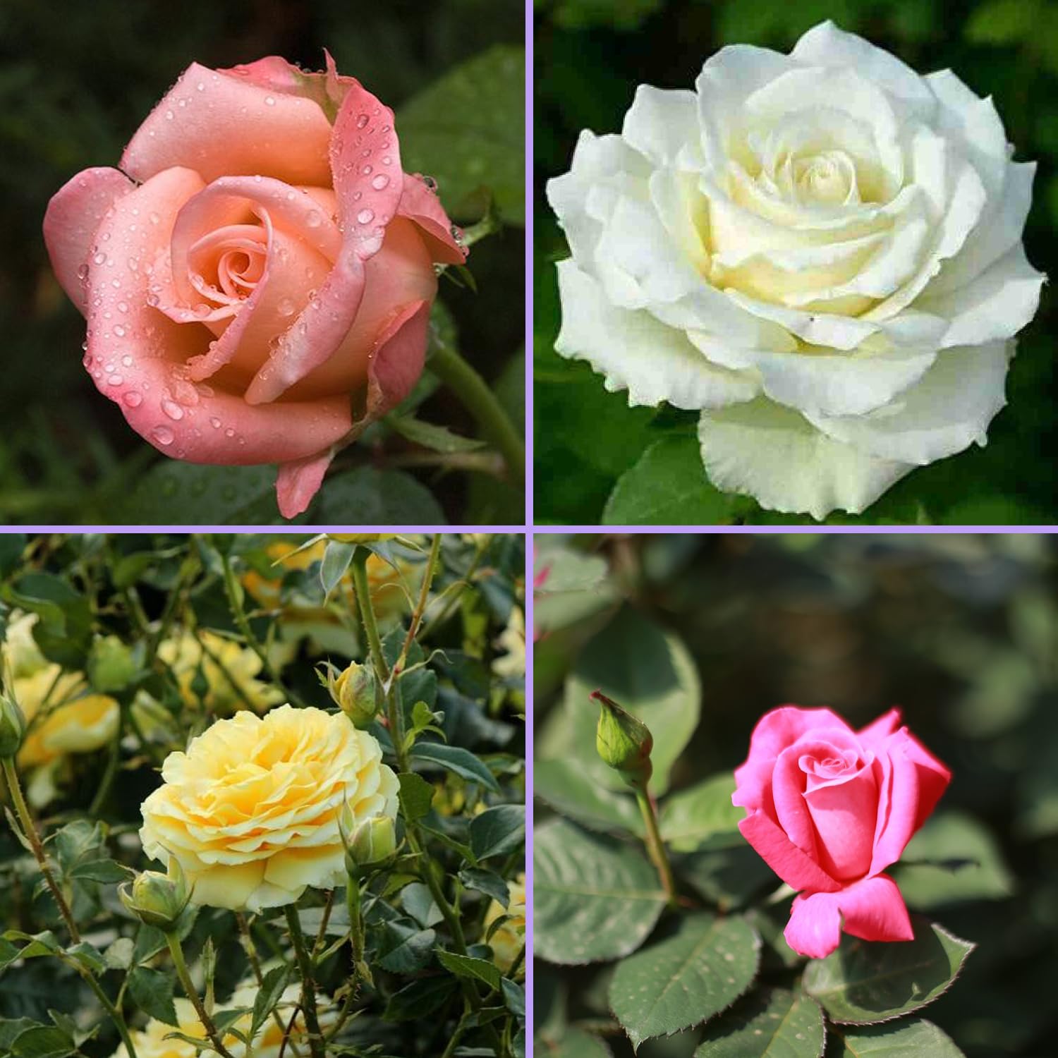 Pack of 4 colour hybrid rose plant