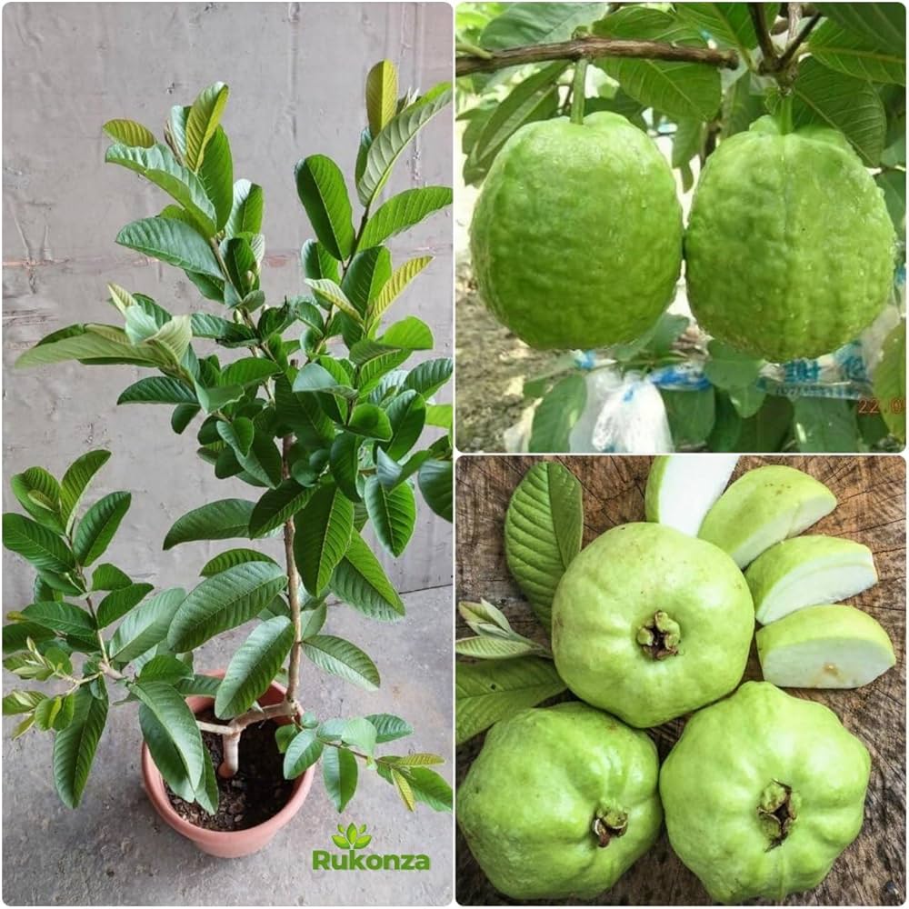 Thai-7 Guava Fruit Plant - Naturemart.in