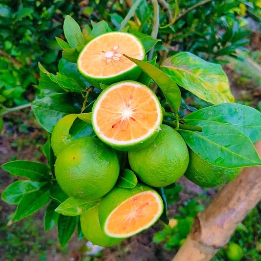 Vietnam All Time Malta Orange Plant - Naturemart.in