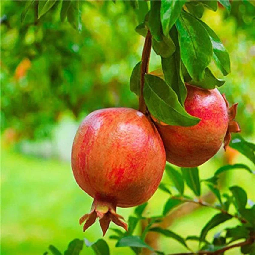 Pomegranate fruit Plant For HomeGarden - Naturemart.in