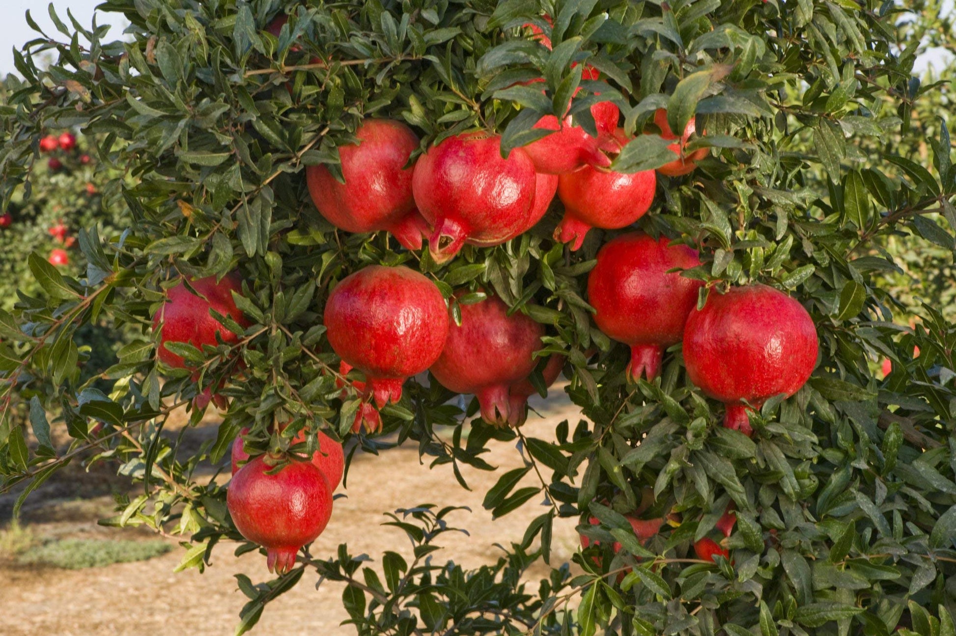 Pomegranate fruit Plant For HomeGarden - Naturemart.in
