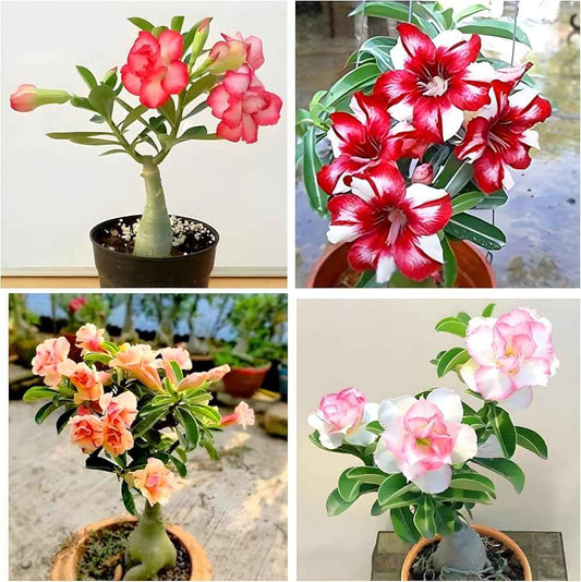 Pack Of 4  different colour adenium Adenium Flower Plant