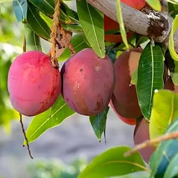 Vietnum Red All Time Mango Plant-Grafted - Naturemart.in